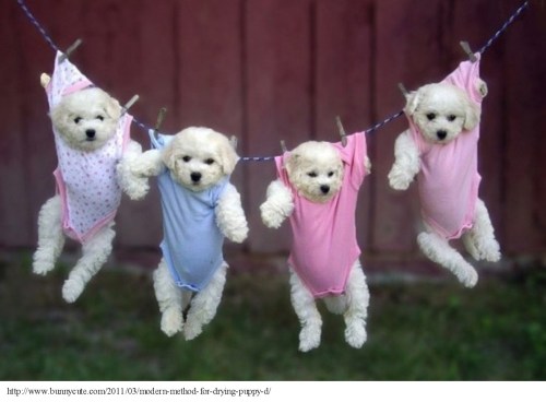 Drying puppies