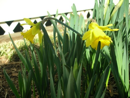 3/1/11 daffodils