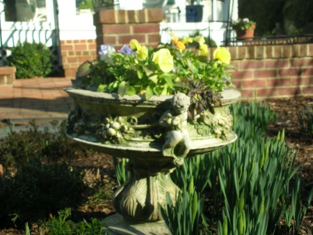 pansies 3/1/11