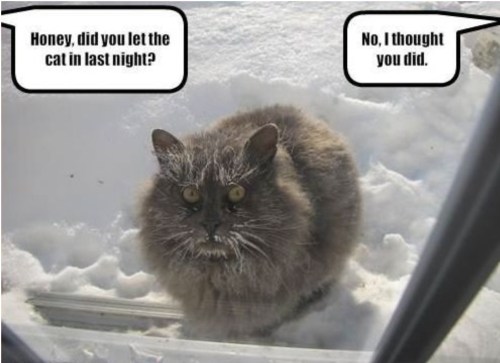 Honey did you let the cat in