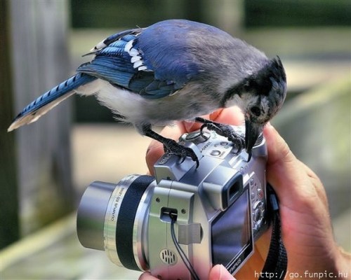 Bluebird on camera