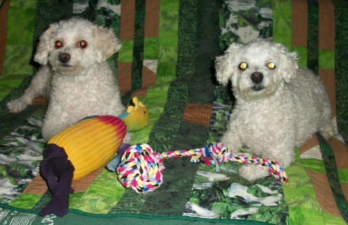 2013_01 01 Daisey Dewey and new toys