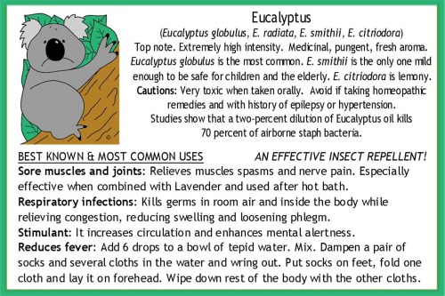 Eucalyptus