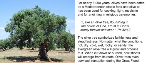 Olive trees