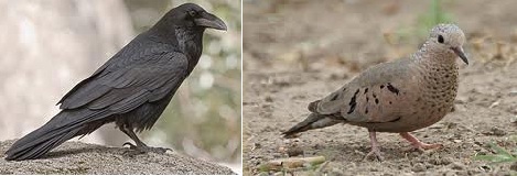 Raven Dove