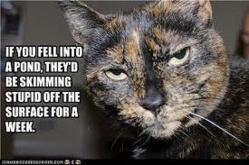 CAT Conservative Cat