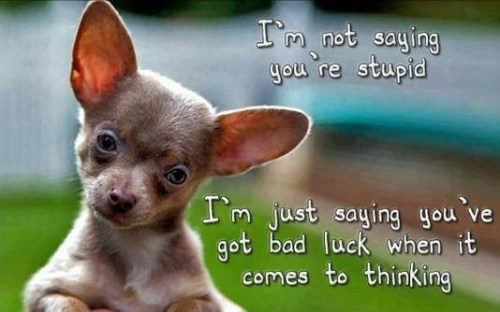 DOG Not saying you're stupid