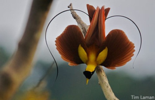 Red Bird of Paradise