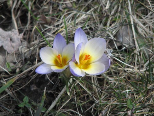2013_03 30 Crocuses at our house