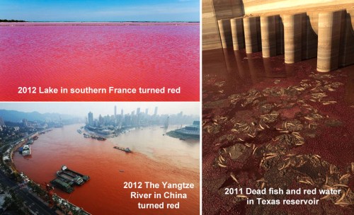 Red blooms in freshwater