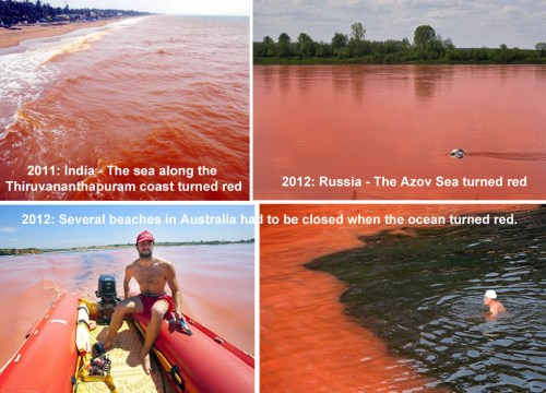 Red blooms in saltwater