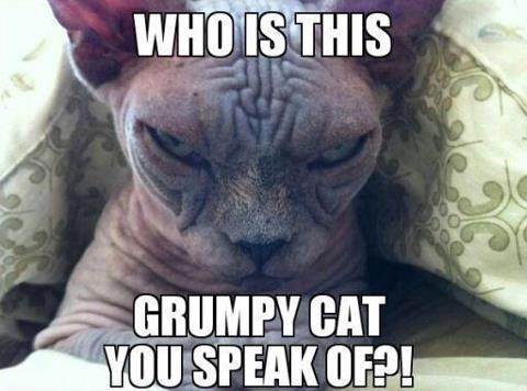 CAT Who is this Grumpy Cat