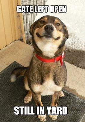 DOG Gate open Still in yard