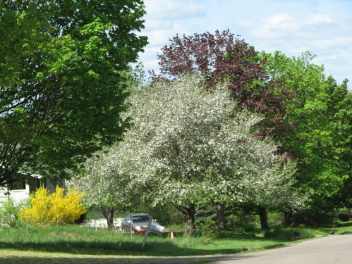 2012_05 12 Our apple and forsythia in bloom