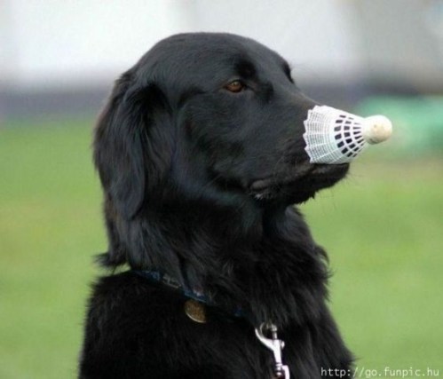 DOG Black retriever with badminton birdie