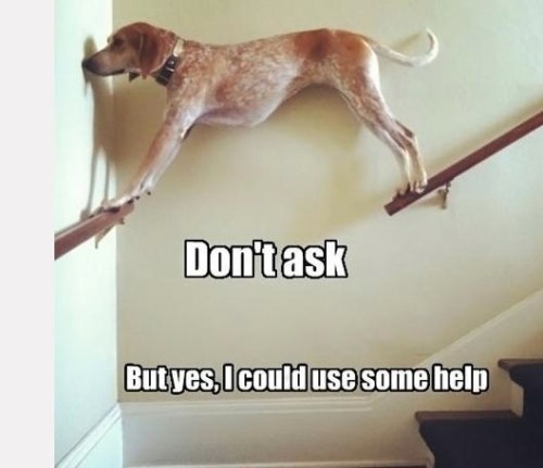 DOG Don't ask but yes I could use some help