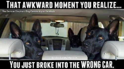 DOG That awkward moment