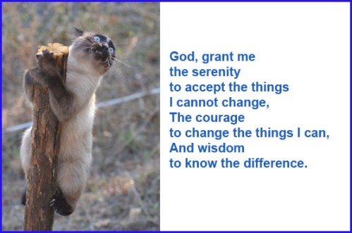 CAT Serenity Prayer