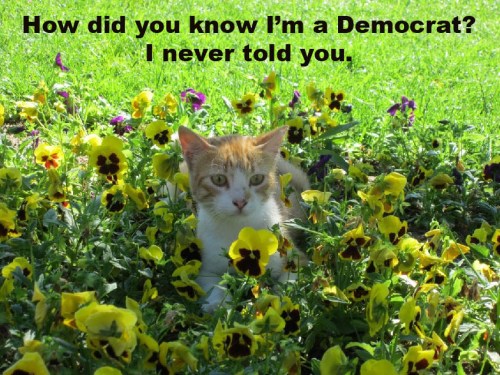 Democrat - Pussy in Pansies