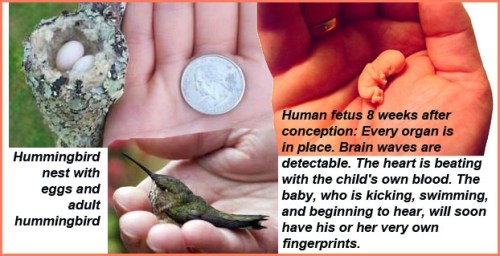 Hummingbird nest, eggs vs 8 week human fetus