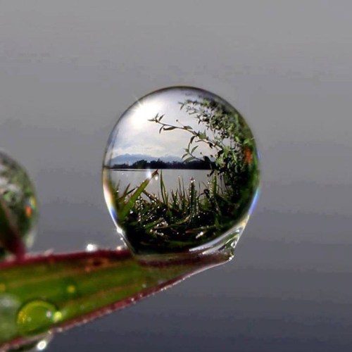 A world inside a drop of water