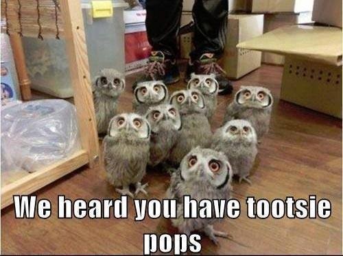 OWLS We heard you hav tootsie pops