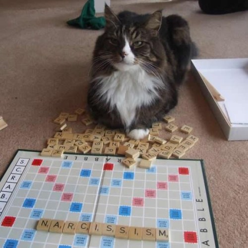 CAT SCRABBLE Narcissism