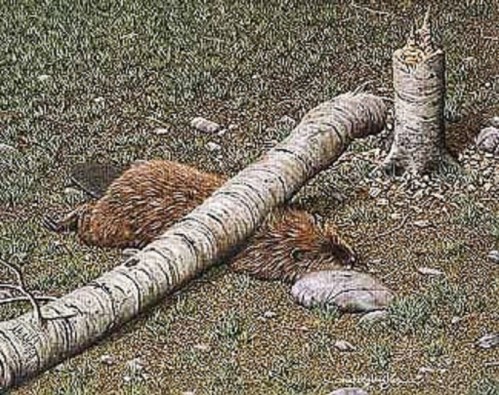 Beaver crushed by his own tree