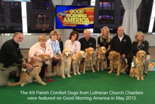 2013_05 Canine Comfort dogs on Good Morning America