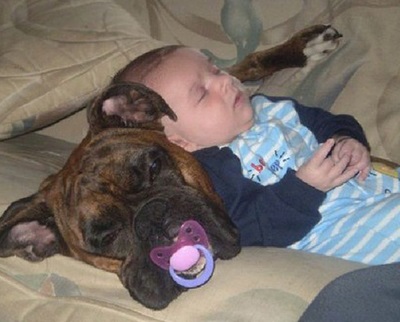 DOG BABY Sharing