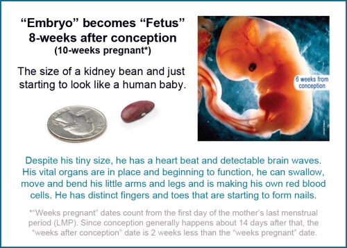 Embryo becomes fetus