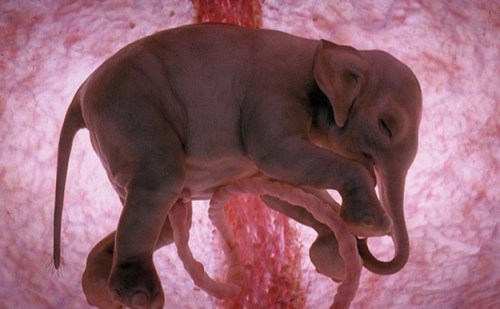 Unborn elephant