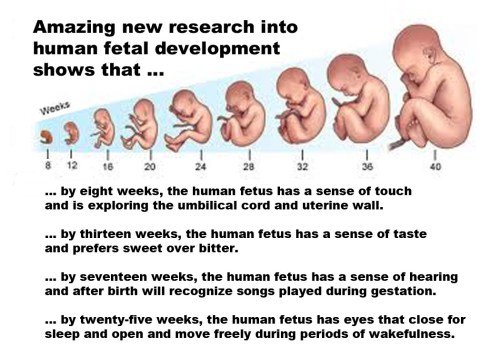 ABORTION New research into fetal development
