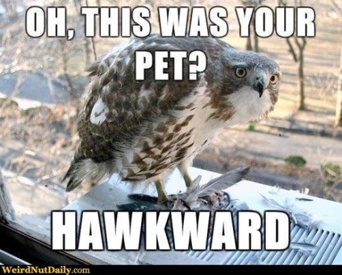 BIRD Oh this was your pet