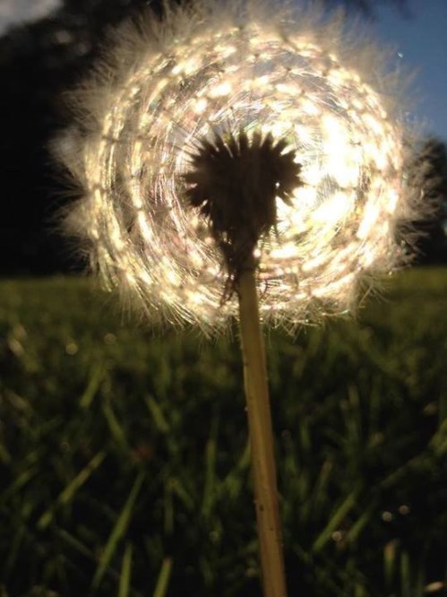 dandelion in sun