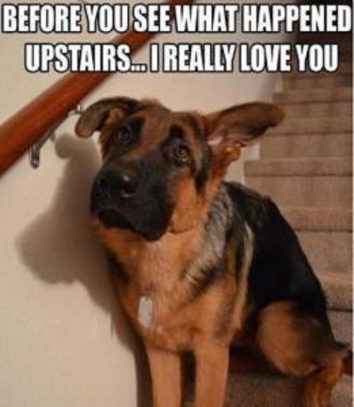 DOG Before you see
