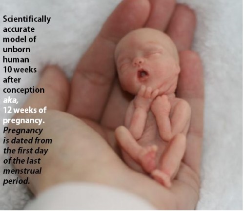 Fetal model 10 weeks conception - 12 weeks pregnant