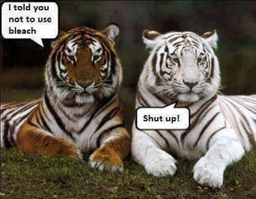 TIGERS Toldja not to use bleach
