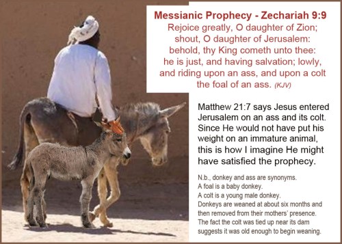 Triumphal entry on donkey and colt