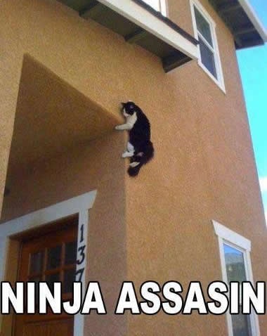 CAT Ninja Assassin