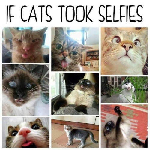 CAT selfies