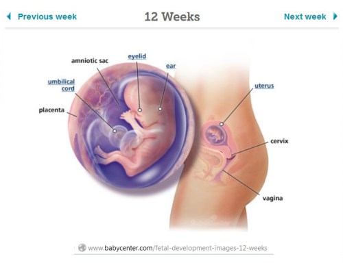 12 week fetus at baby center
