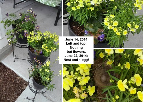 2014_06 14 and 22 Nest in pot