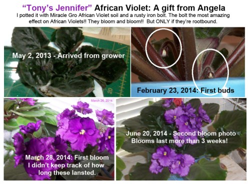 2014_07 11 My Tony's Jennifer Afr Violet composite
