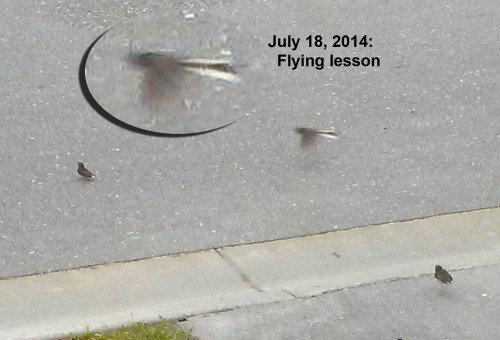 2014_07 18 Flying lesson