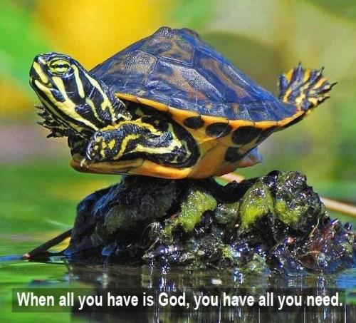 TURTLE When you have God