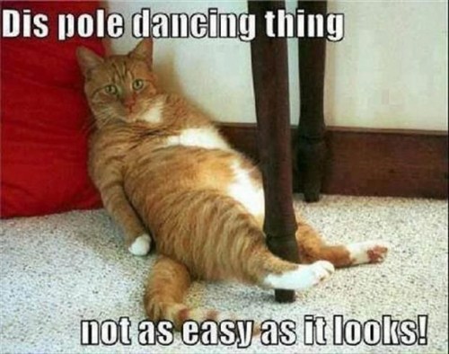 CAT pole dancing - PN - sent to Karen K Aug 10 2014