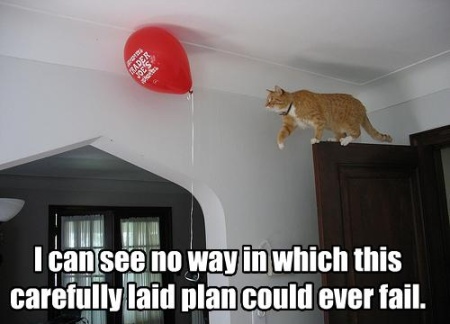 funny-cat-looking-for-some-adrenaline