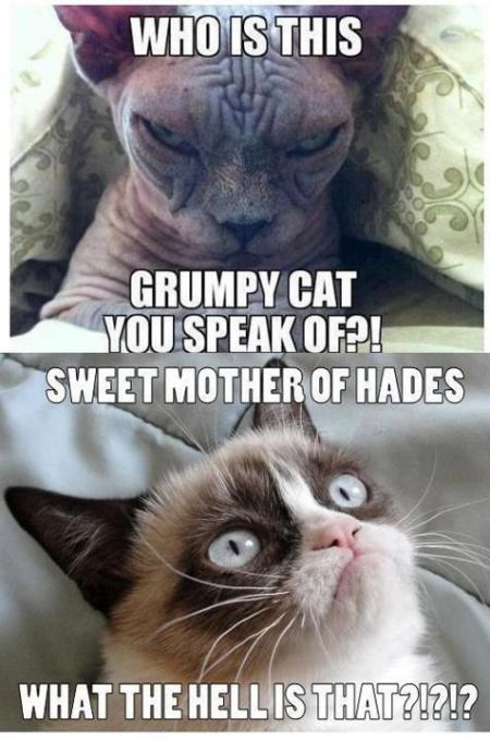 GrumpyCat-58388