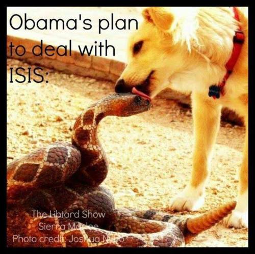 10461394_785783478146655_7877153452790882756_n-500x499